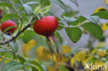 Japanese Rose (Rosa rugosa)