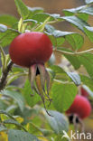 Rimpelroos (Rosa rugosa)