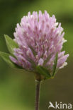 Rode klaver (Trifolium pratense)