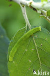 herald moth (Scoliopteryx libatrix)