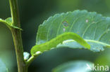 Roesje (Scoliopteryx libatrix)