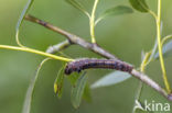 Roestbruine wapendrager (Clostera anastomosis)