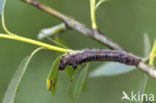 Roestbruine wapendrager (Clostera anastomosis)