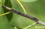 Roestbruine wapendrager (Clostera anastomosis)