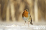Roodborst