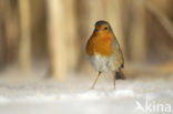 Roodborst