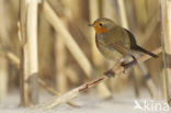 Roodborst