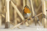 Roodborst