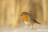 Roodborst