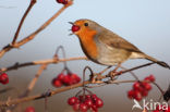 European Robin (Erithacus rubecula)