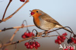 European Robin (Erithacus rubecula)