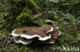 Bjerkandera fumosa