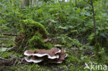 Bjerkandera fumosa