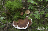 Bjerkandera fumosa