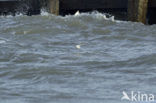 Red Phalarope (Phalaropus fulicarius)
