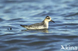 Rosse Franjepoot (Phalaropus fulicarius)