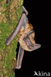 Noctule Bat (Nyctalus noctula)