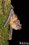 Noctule Bat (Nyctalus noctula)