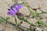 rough star-thistle (Centaurea aspera)