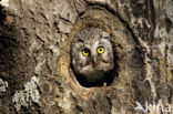 Boreal Owl (Aegolius funereus)
