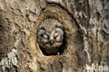 Boreal Owl (Aegolius funereus)