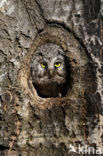 Boreal Owl (Aegolius funereus)