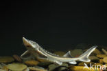 Russian sturgeon (Acipenser gueldenstaedtii) 