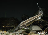 Russian sturgeon (Acipenser gueldenstaedtii) 