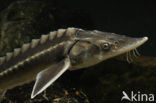 Russian sturgeon (Acipenser gueldenstaedtii) 