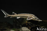 Russian sturgeon (Acipenser gueldenstaedtii) 