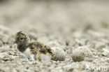 Oystercatcher (Haematopus ostralegus)