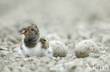 Oystercatcher (Haematopus ostralegus)