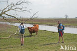 Highland Cow (Bos domesticus)