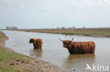 Schotse Hooglander