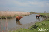 Highland Cow (Bos domesticus)