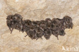 Schreibers’ vleermuis (Miniopterus schreibersii) 