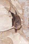 Schreibers’s long-fingered bat