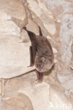 Schreibers’ vleermuis (Miniopterus schreibersii) 