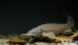 Siberian sturgeon (Acipenser baerii) 