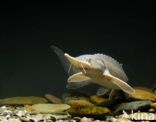 Siberian sturgeon (Acipenser baerii) 