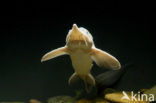 Siberian sturgeon (Acipenser baerii) 