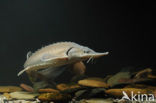 Siberian sturgeon (Acipenser baerii) 