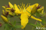 Perforate St John’s-wort (Hypericum perforatum)