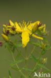 Perforate St John’s-wort (Hypericum perforatum)