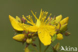 Perforate St John’s-wort (Hypericum perforatum)