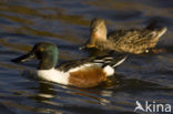 Northern Shoveler (Anas clypeata)