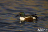 Slobeend (Anas clypeata) 