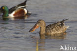 Northern Shoveler (Anas clypeata)