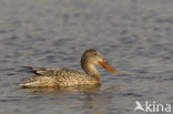 Northern Shoveler (Anas clypeata)