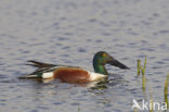 Northern Shoveler (Anas clypeata)